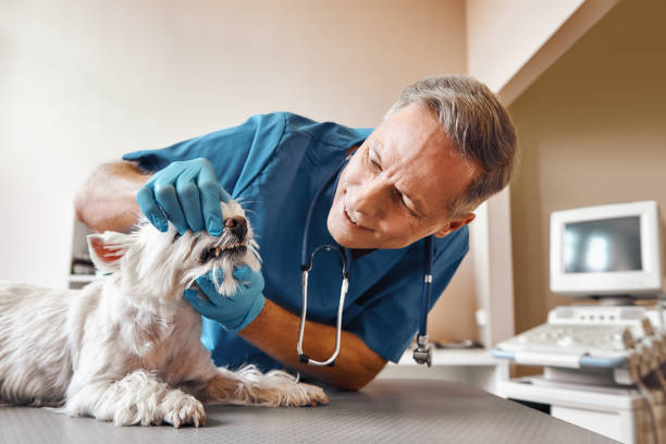 Best Emergency Dental Care for Abscessed Tooth in Gillette, WY